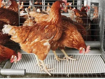 Направихме щастливи всички кокошки