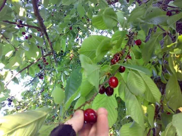Загуба за стотици хиляди левове. Голяма опасност за реколтата