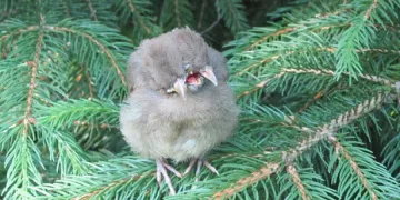 Намериха птичка с две глави и три човки