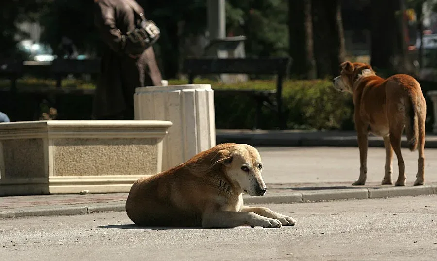 Фандъкова сезира СДВР за изоставени кучета