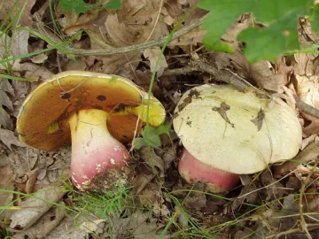 Гъби натръшкаха цяло семейство