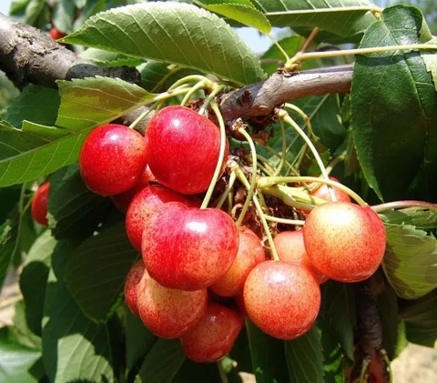 Само 18% от черешите стават за ядене