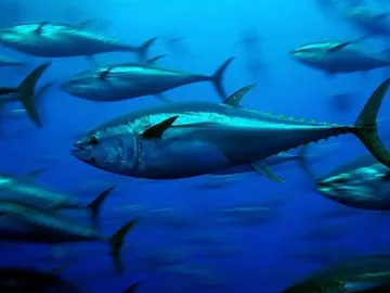 Риба разнася радиацията от Фукушима