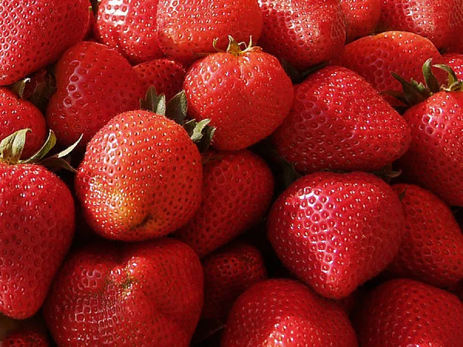 Берат ягоди с чадър