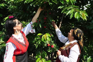 Черешите 60 ст. в Кюстендил, 5 лв. на пазара