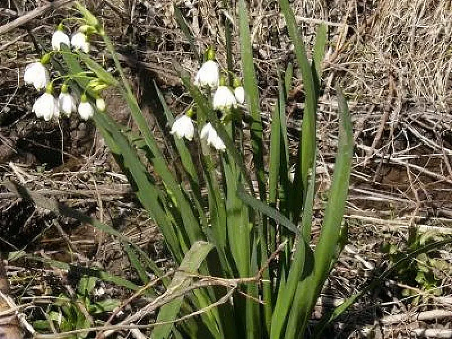 Борисов нагази в калта за блатни кокичета