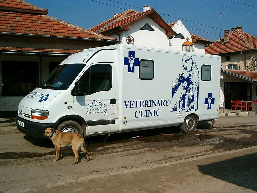 Кучетата инвалиди минават метър пред данъчните