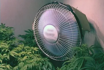 Отвличане извади на светло оранжерия за марихуана