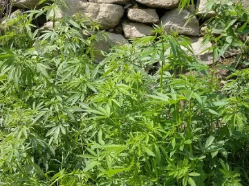 Разкриха боен арсенал, нива с наркотици и безакцизен тютюн