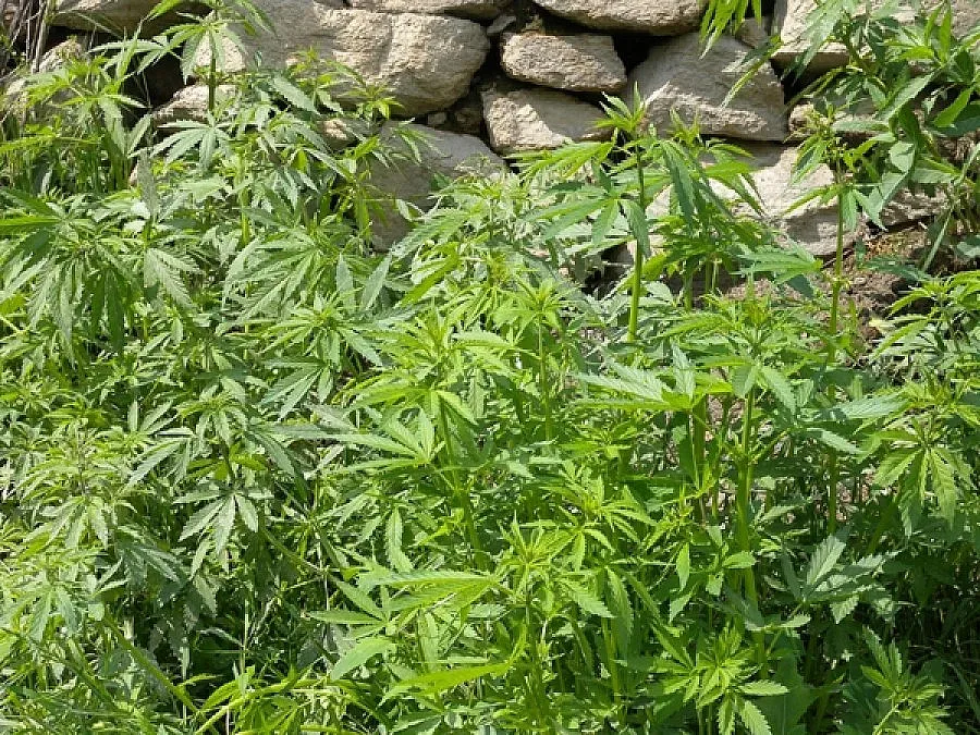 Разкриха боен арсенал, нива с наркотици и безакцизен тютюн