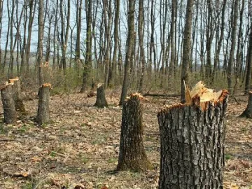 Гората стана разграден двор