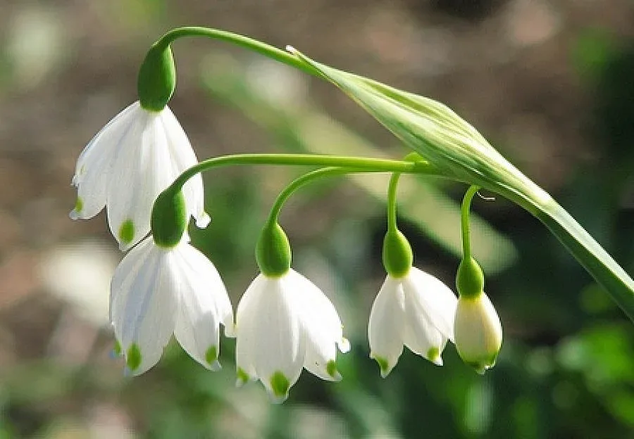 Борисов пресажда 2605 блатни кокичета