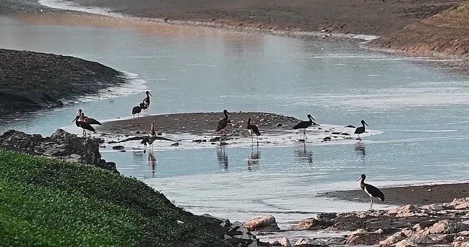 Уникални птици направиха комуна у нас!