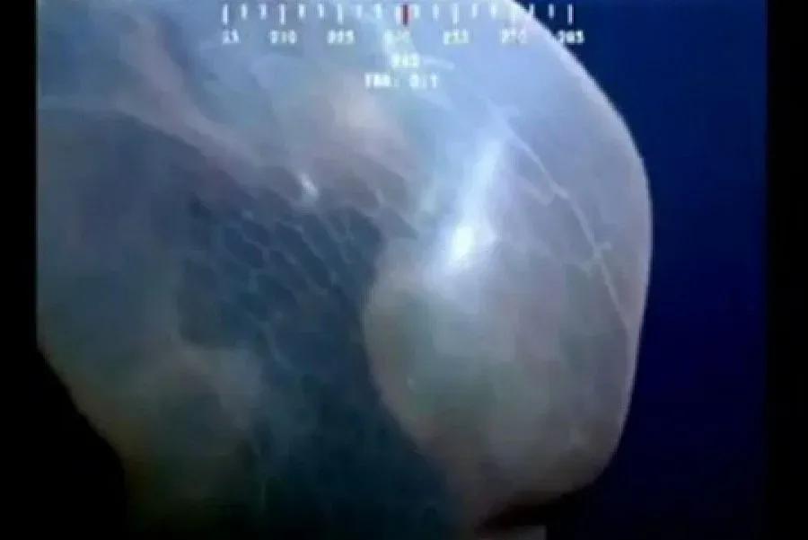 Заснеха непознато морско чудовище (ВИДЕО)