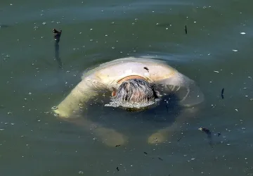 Труп на мъж изплува в язовир „Огоста”