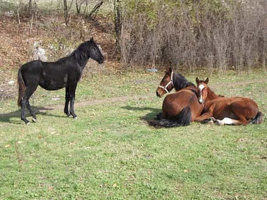Конкуренти застреляха състезателен кон в Балкана