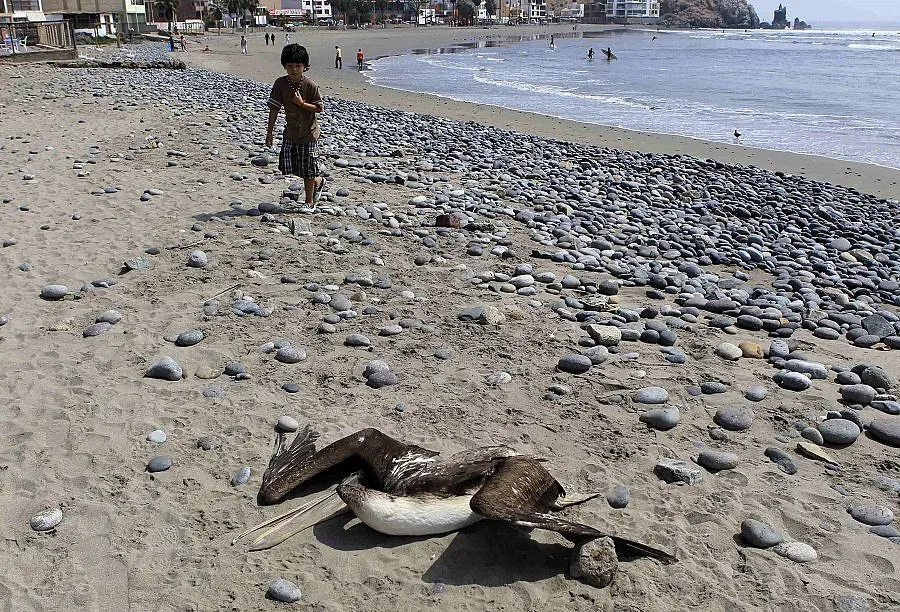 Паника в Перу заради масова смърт на риби