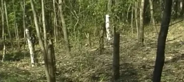 Роми вилнеят с брадви в Западен парк