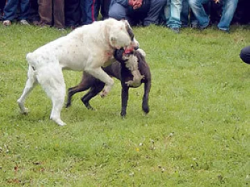 Овчарки в атака на събора в Богданов дол