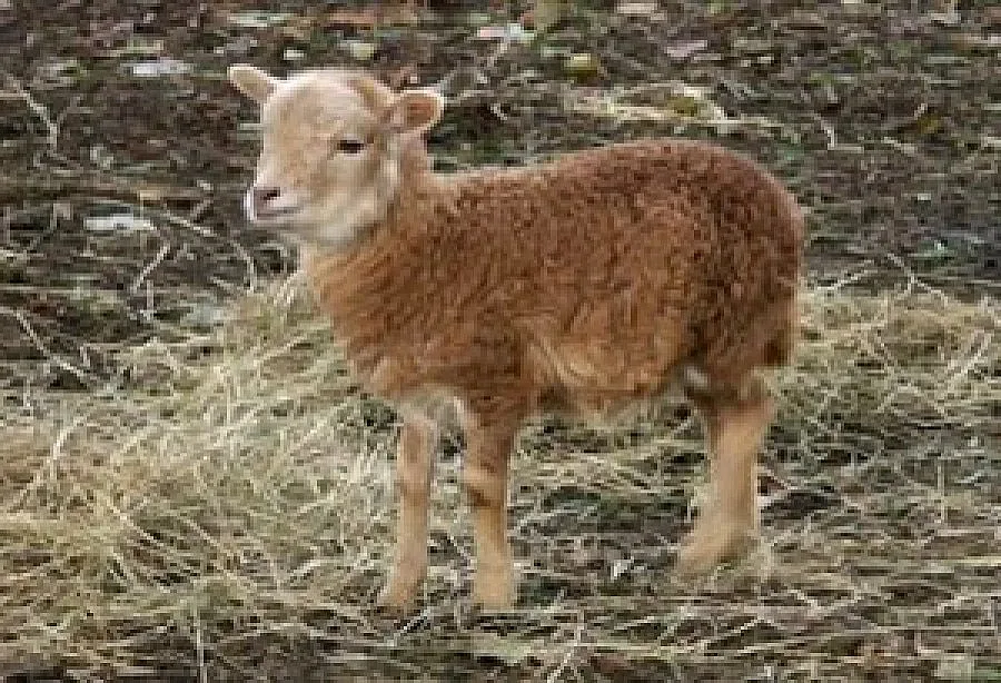 Адаш коли агне за Георги Първанов