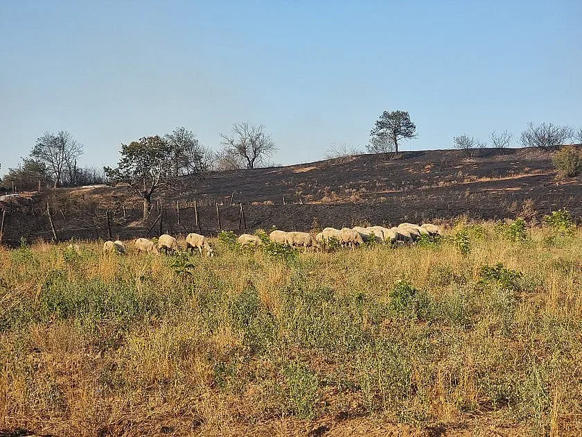 Земеделският министър зарадва животновъдите. Оказва помощ