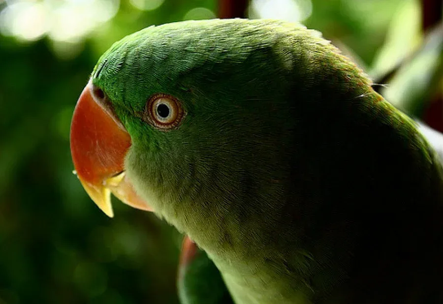 Изгубен папагал си каза името и адреса