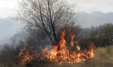 Огнена стихия захапа гората над Трън