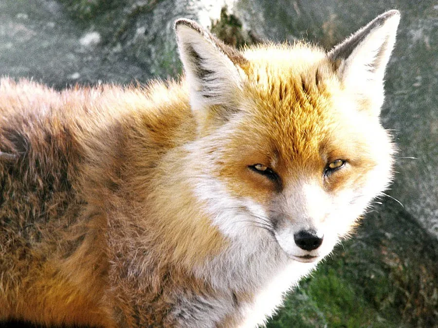 Лисица наръфа бебе насред Лондон 