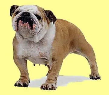 Американка нахапа булдога си