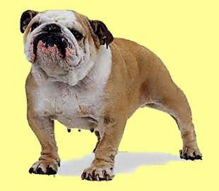 Американка нахапа булдога си