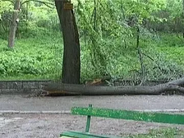 Без виновни за дървото-убиец в Шумен