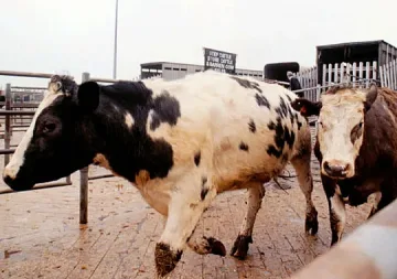 "Луда крава" паниксьоса Калифорния