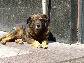 Пощальони на курс за защита от кучета