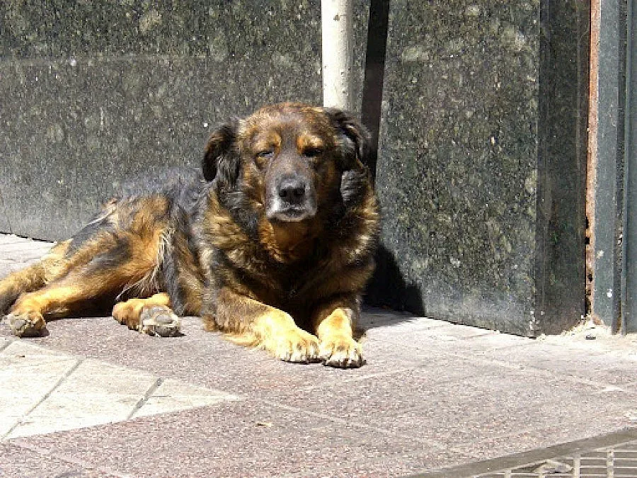 Пощальони на курс за защита от кучета