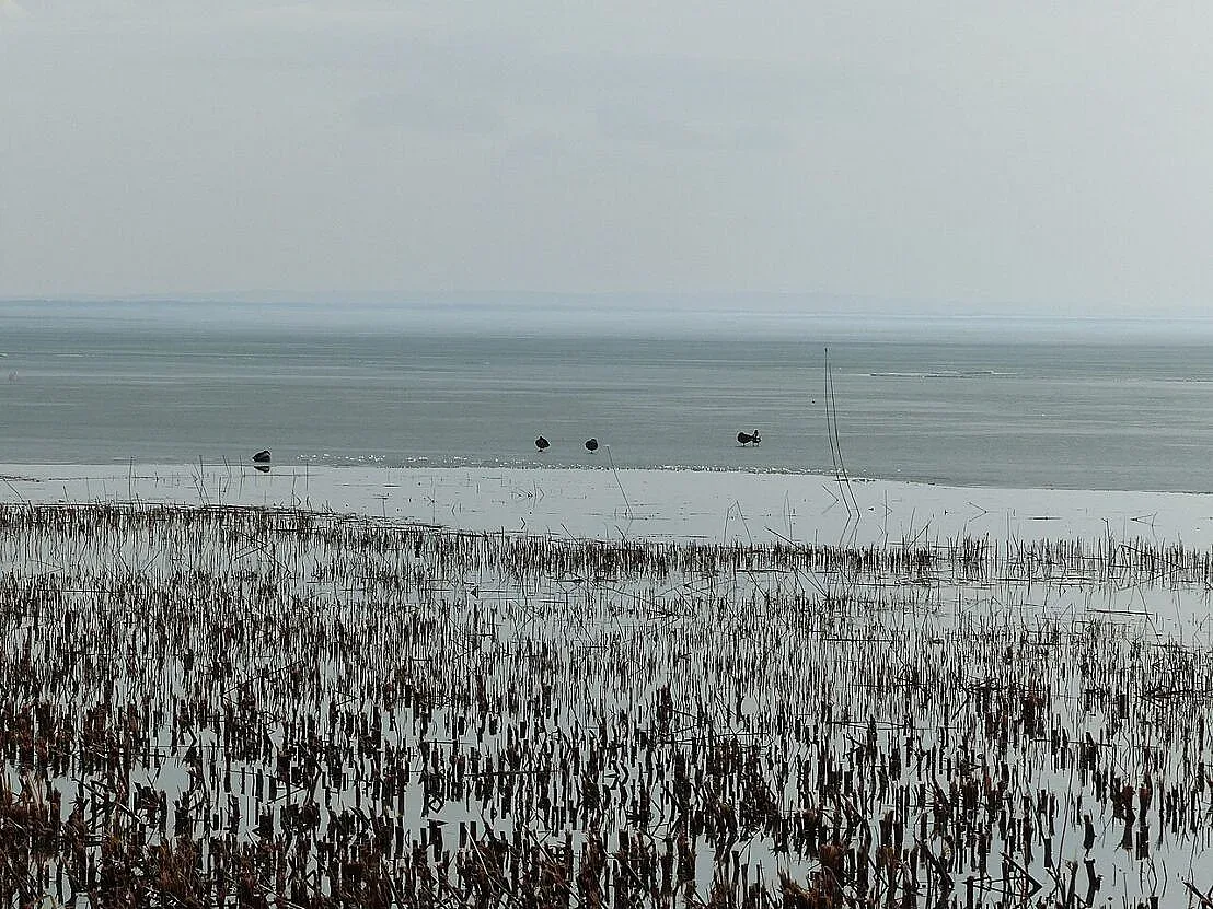 Ледени свещи? Една държава ги превърна в машина за пари (ВИДЕО)