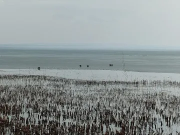 Ледени свещи? Една държава ги превърна в машина за пари (ВИДЕО)