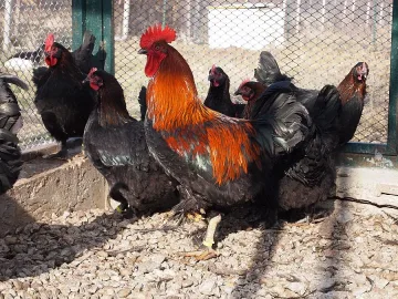 Брадати кокошки снасят био "Фаберже"