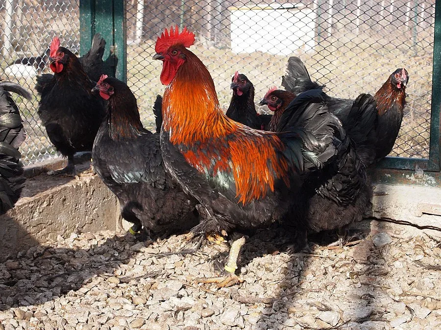 Брадати кокошки снасят био "Фаберже"