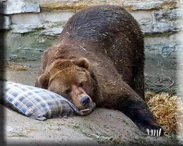 Не могат да събудят седми месец мечка в Белица