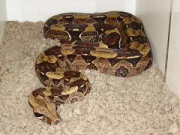 Спипаха боа-удушвач и тарантула в раница на Калотина