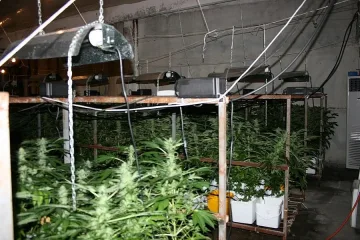 Разбиха плантация за канабис