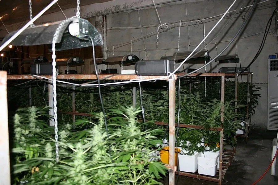 Разбиха плантация за канабис