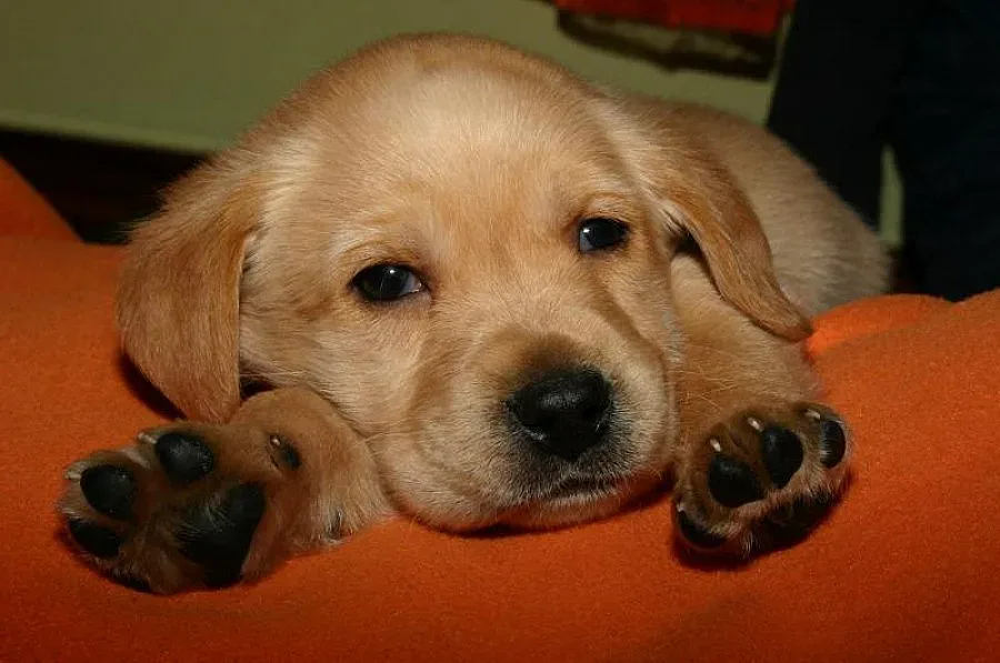 Фандъкова засилва кастрацията, започва с лабрадора си