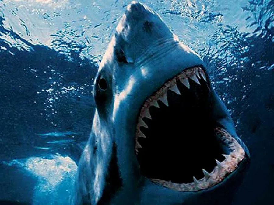 Акула нападна и изяде мъж в Австралия
