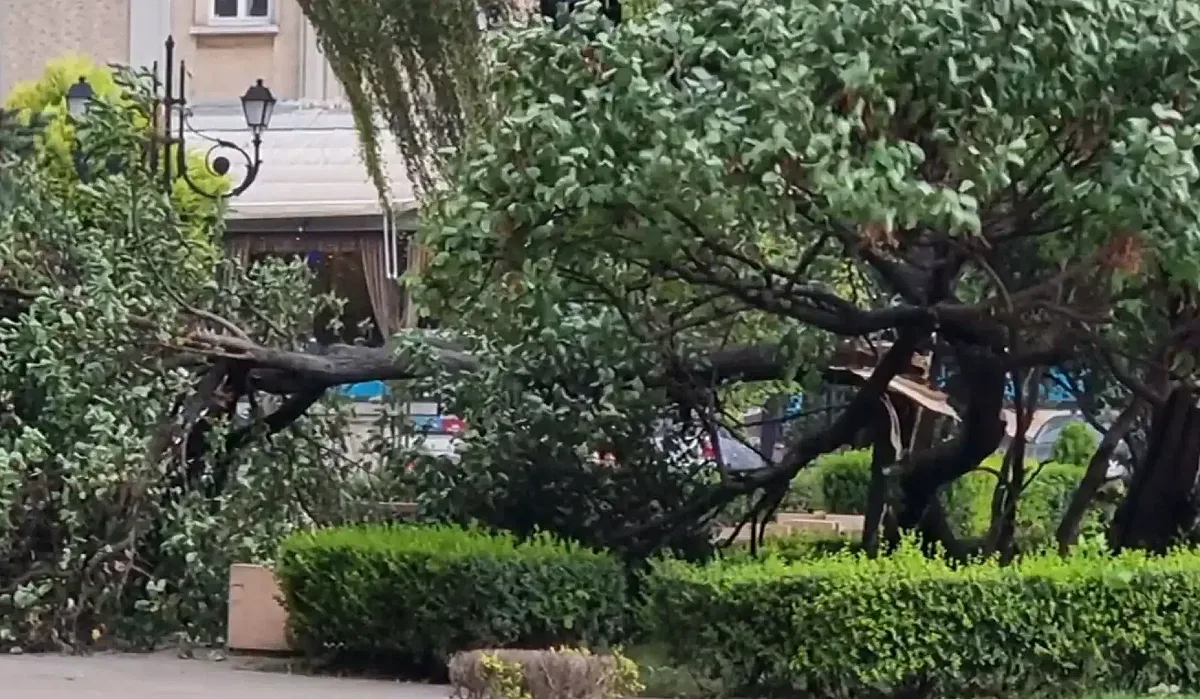 Разкритие от зам.-кмет след трагедията с дърво в Пловдив