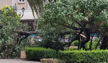 Разкритие от зам.-кмет след трагедията с дърво в Пловдив