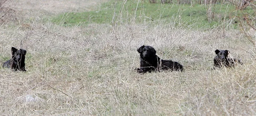 Хванаха 8 кучета от глутницата в "Малинова долина"