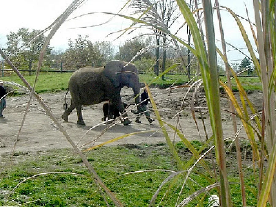 Майка спасява слончето си от хиени, отхапват му опашката