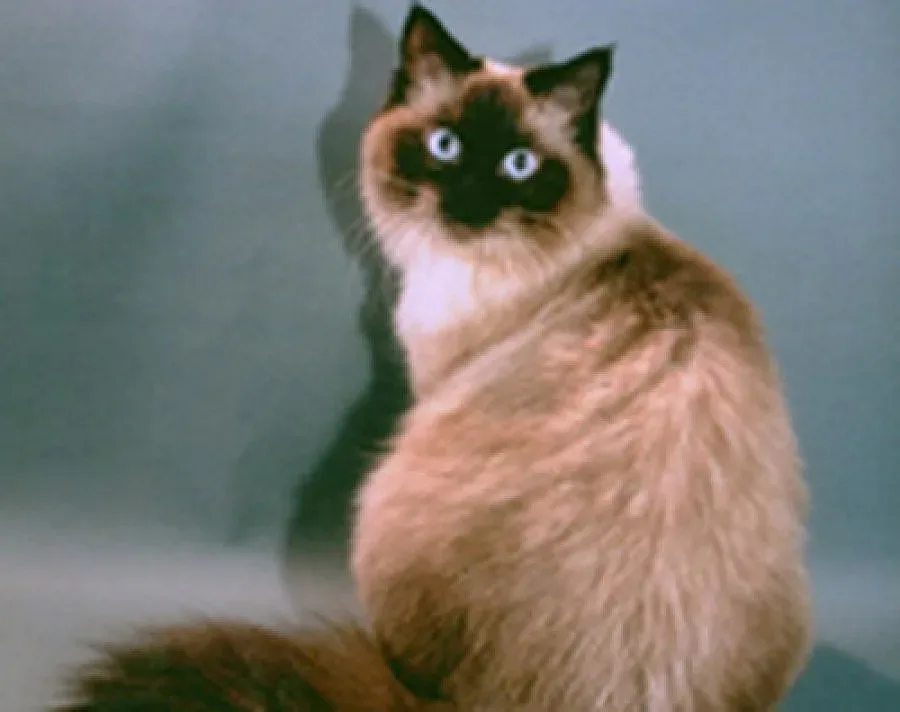 Котаракът на Медведев се изпари, руският президент отрича в Туитър