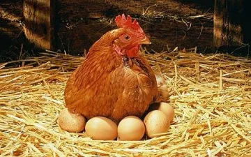 Яйцата поскъпнаха яко и в Европа